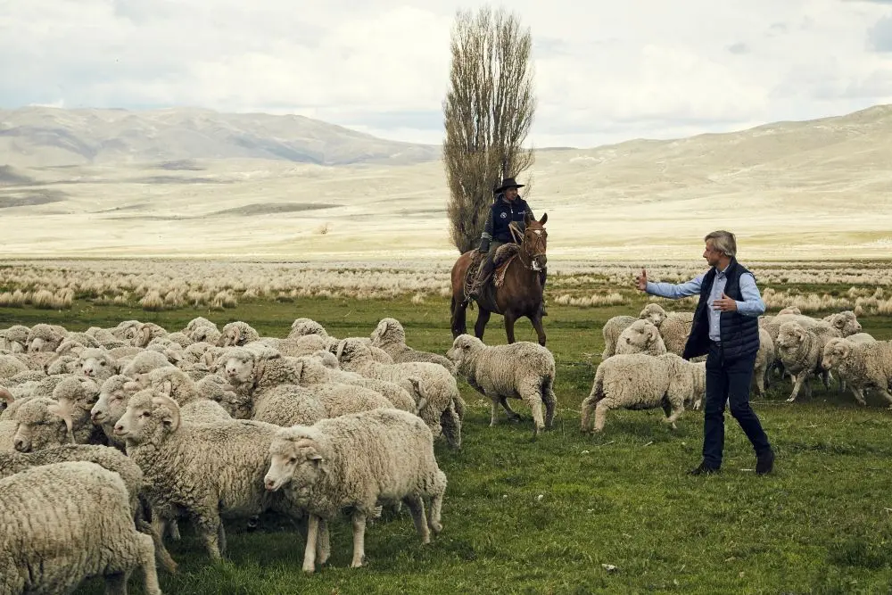 Élevage de moutons mérinos en Patagonie pour Dormeuil Tonik Wool