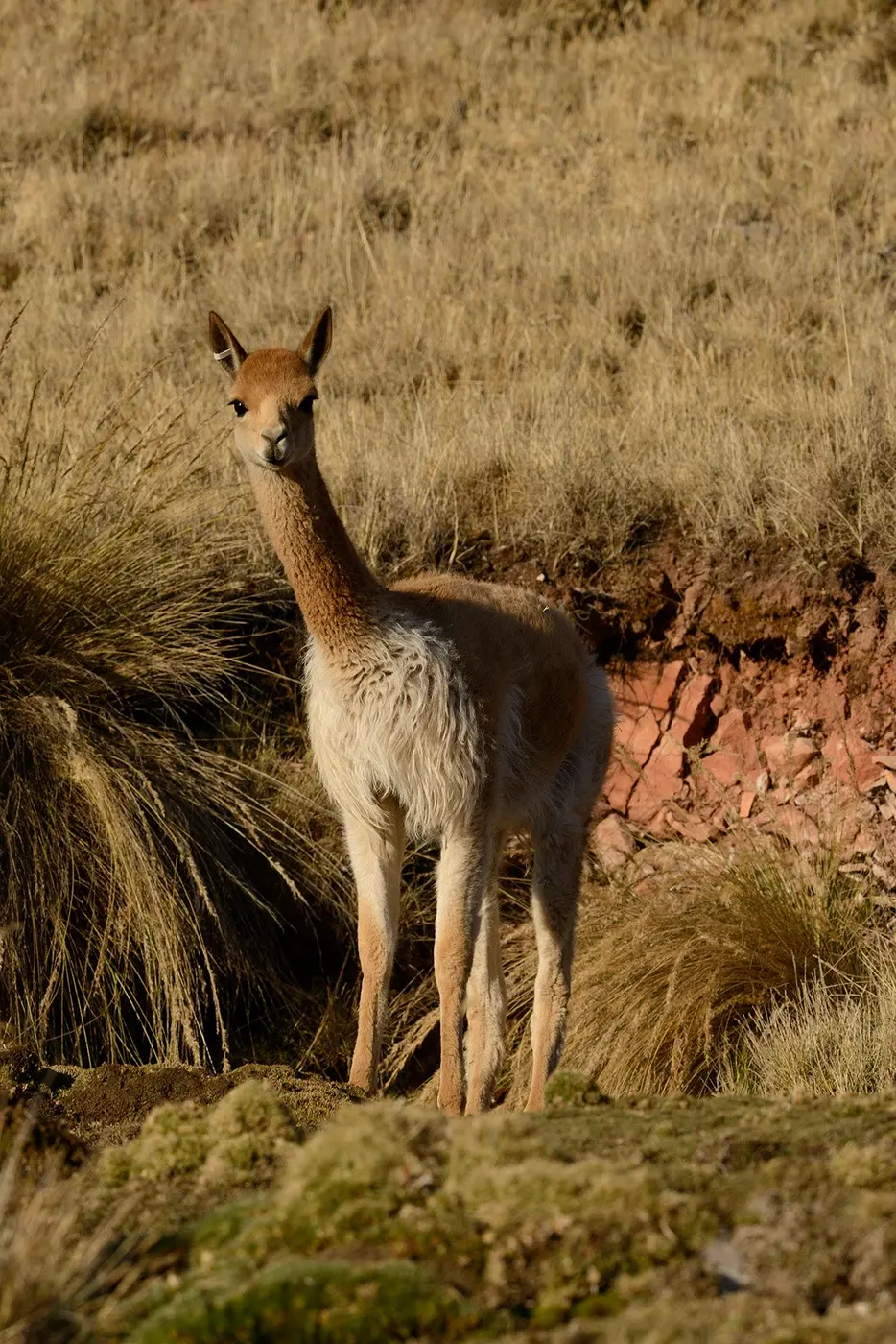 Vigogne dans les Andes, fibre utilisée par Dormeuil