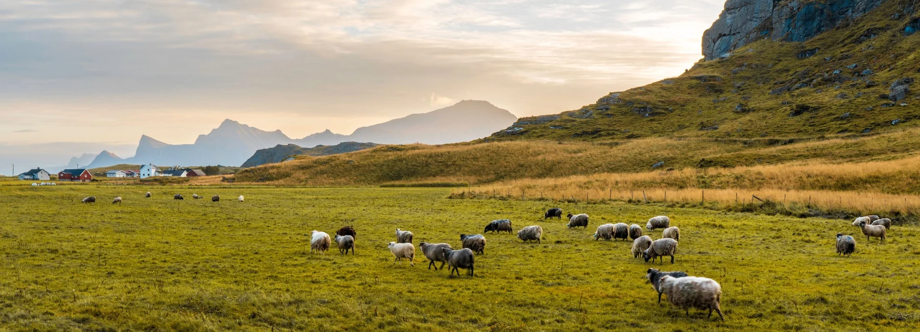 Troupeau de moutons dans un paysage de pâturages