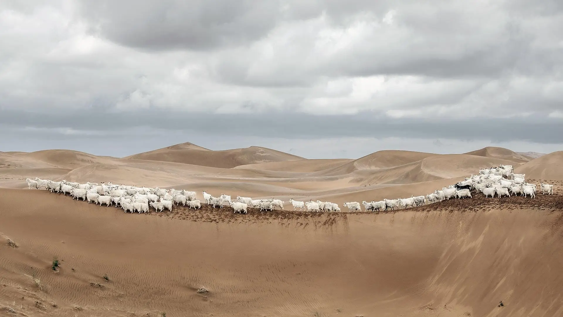 Baby Cashmere Loro Piana en Mongolie intérieure