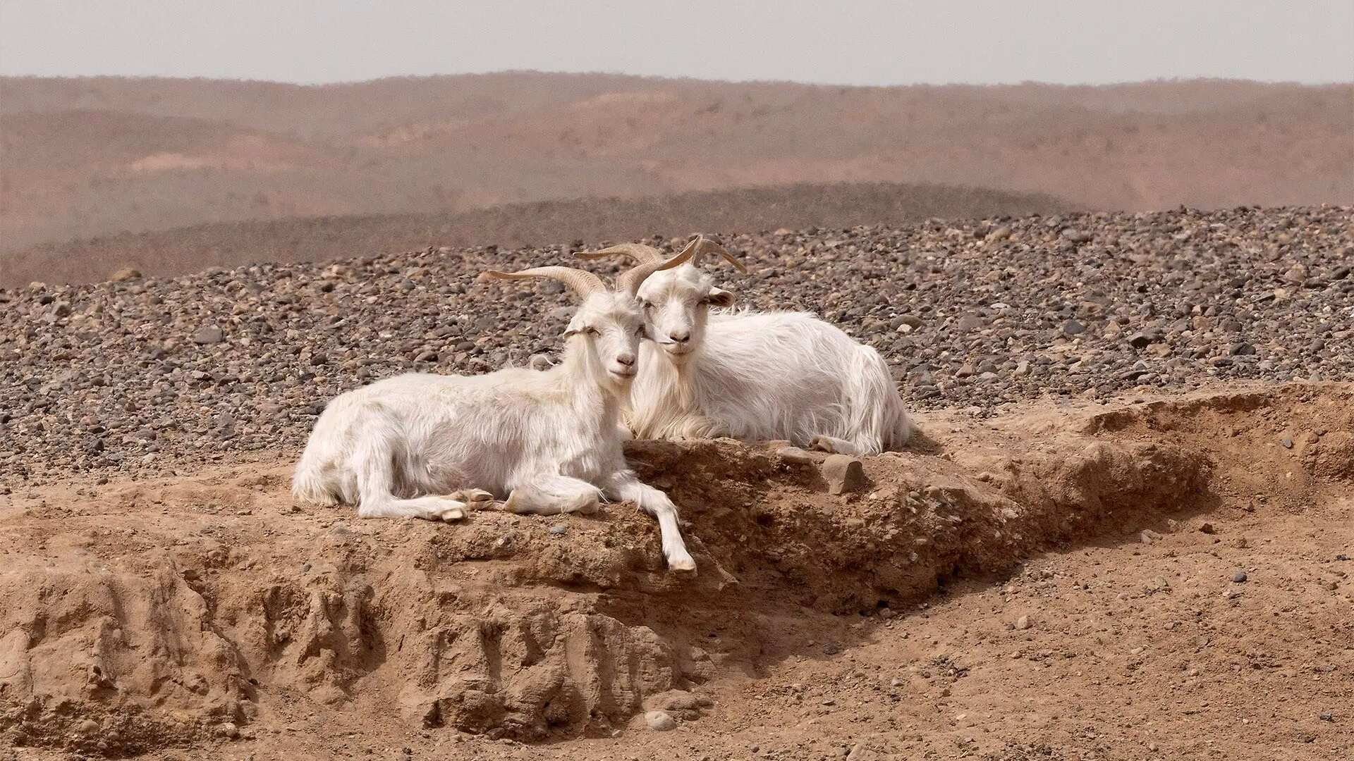 Cachemire Loro Piana et origine mongole