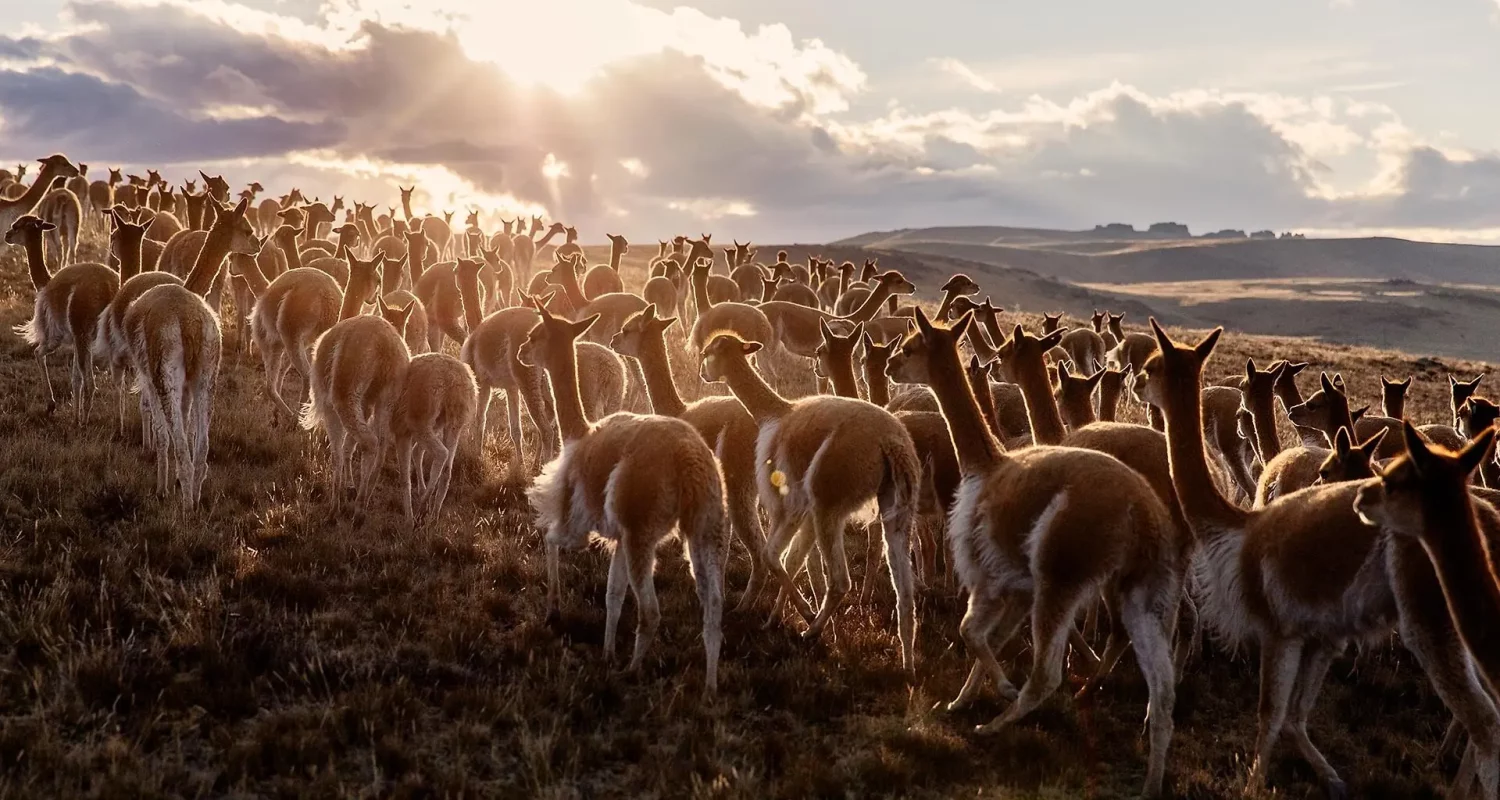Loro Piana — vigognes dans les Andes