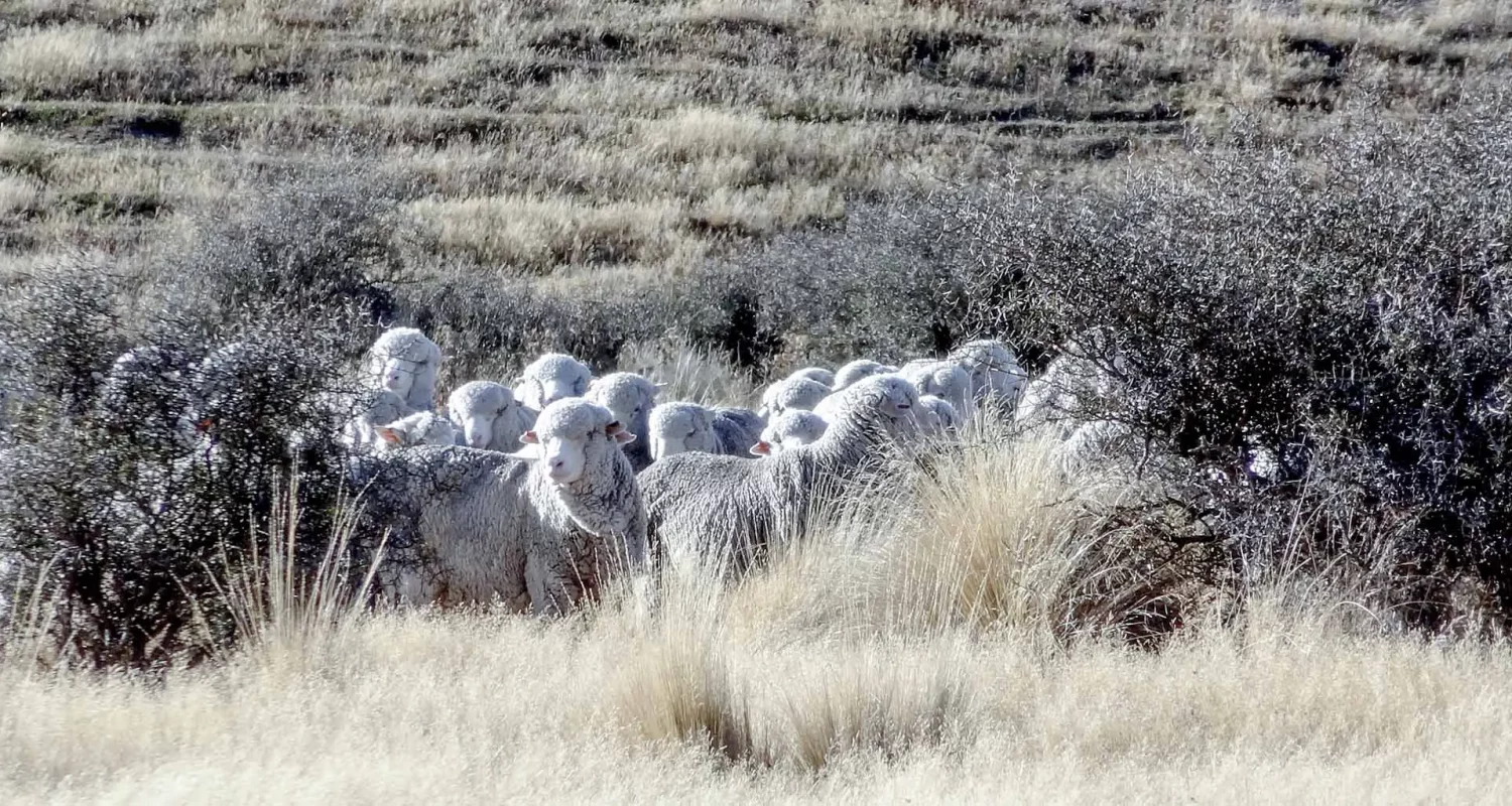 Moutons mérinos dans les paysages de Nouvelle-Zélande, source officielle REDA
