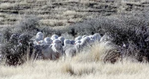 Moutons mérinos dans les paysages de Nouvelle-Zélande, source officielle REDA